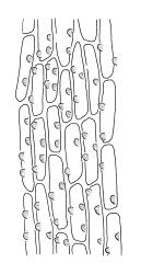 Timmia norvegica, laminal cells of the sheath, abaxial surface. Drawn from A.J. Fife 8478, CHR 464718.
 Image: R.C. Wagstaff © Landcare Research 2016 